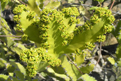 Euphorbia tortilis